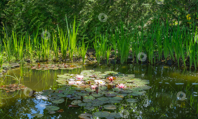Скачать Розовые и белые кувшинки или лотосы Marliacea Rosea в красивом садовом пруду после дождя. Лирический мотив для оформления. Место для текста фотосток Ozero