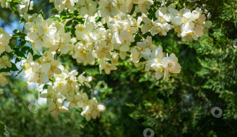 Скачать Нежный крупный план цветков жасмина Philadelphus lewisii на кусте на черном фоне в весеннем саду. Выборочный фокус. Удивительно естественная композиция. Естественный цветочный пейзаж, свежие обои фотосток Ozero