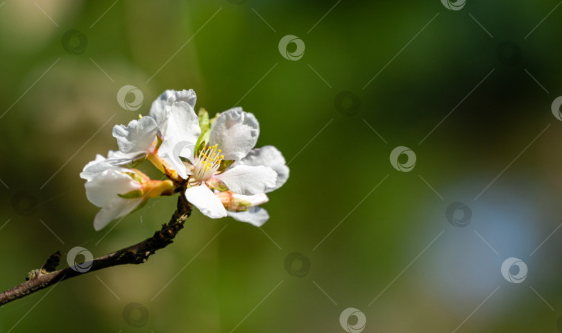 Скачать Крупный план белых цветов вишни Нанкинской или Prunus Tomentosa на фоне темного сада ранней весной. фотосток Ozero