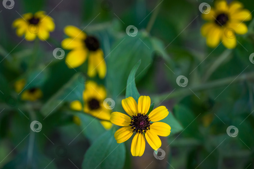 Скачать Желтые цветы Рудбекии трехлистной или кареглазой Сьюзен, трехлопастной или тонколистной конической розы в прекрасный солнечный день в саду. фотосток Ozero