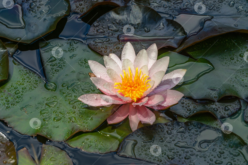Скачать Розовая водяная лилия или цветок лотоса Marliacea Rosea в садовом пруду. Крупный план нимфеи с каплями воды над сине-зелеными листьями.  Цветочный пейзаж для обоев на тему природы с пространством для копирования. Выборочный фокус фотосток Ozero