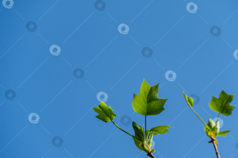 Скачать Молодые ярко-зеленые листья тюльпанного дерева (Liriodendron tulipifera), называемого американским или тюльпановым тополем, на фоне голубого неба. Выборочный фокус. Есть место для текста фотосток Ozero