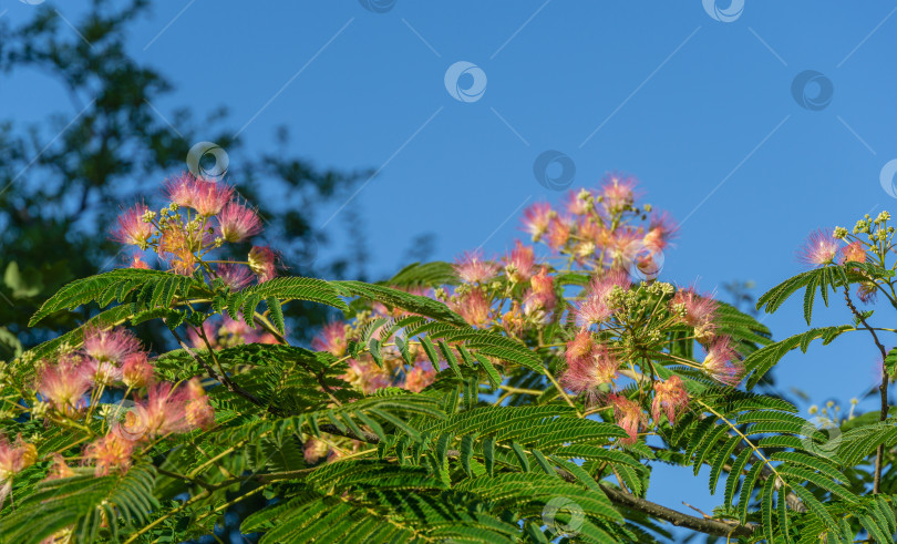 Скачать Розовые пушистые цветы персидского шелкового дерева (Albizia julibrissin). Японская акация или розовое шелковое дерево семейства Fabaceae на фоне голубого неба. Место для вашего текста фотосток Ozero