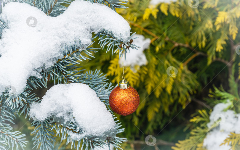 Скачать Елочная игрушка - красный шар, висящий под снегом на еловой ветке. Настоящая зима в саду. Концепция природы для рождественского и новогоднего оформления, место для вашего текста фотосток Ozero