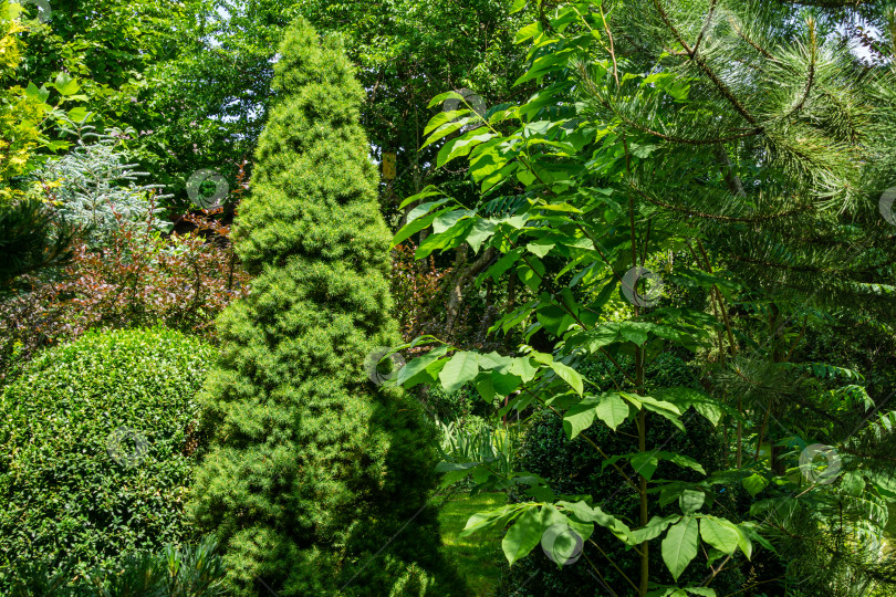 Скачать Оригинальный многоцветный ландшафтный фон с множеством вечнозеленых растений. Справа - самшит Buxus sempervirens, Picea glauca Conica и молодая азимина трехлистная. Концепция естественного дизайна фотосток Ozero