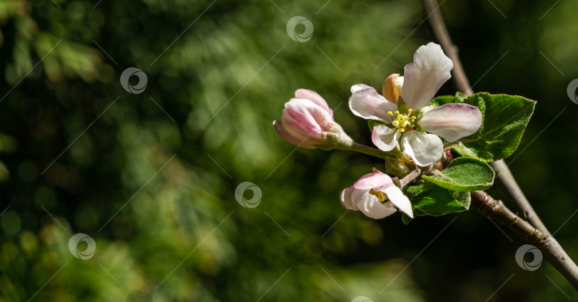 Скачать Красивая ветка цветущей яблони на размытом зеленом фоне. Белые цветы яблони крупным планом. Выборочный фокус. Есть место для вашего текста фотосток Ozero