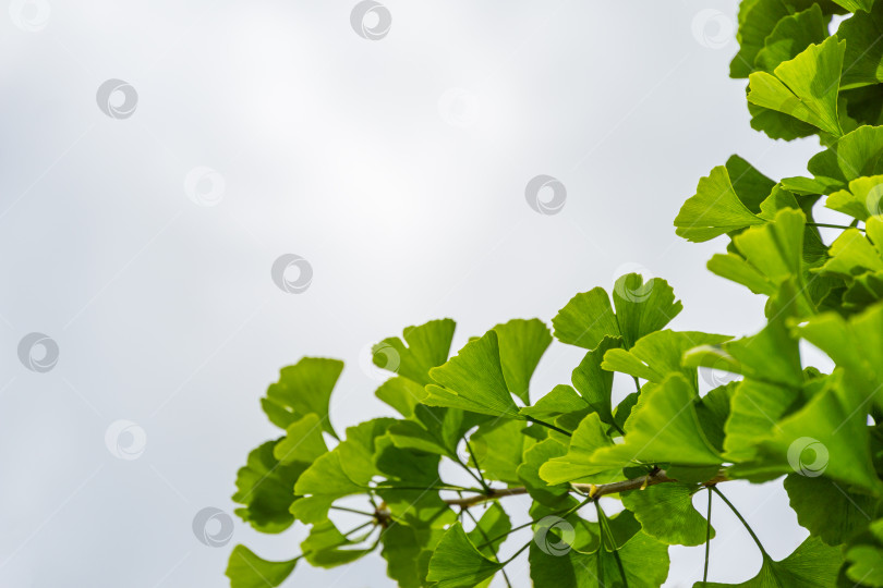 Скачать Дерево гинкго (Ginkgo biloba) или гинкго гингко с ярко-зелеными молодыми листьями на фоне голубого неба. Выборочный крупный план. Свежая концепция природы на обоях. Место для вашего текста фотосток Ozero