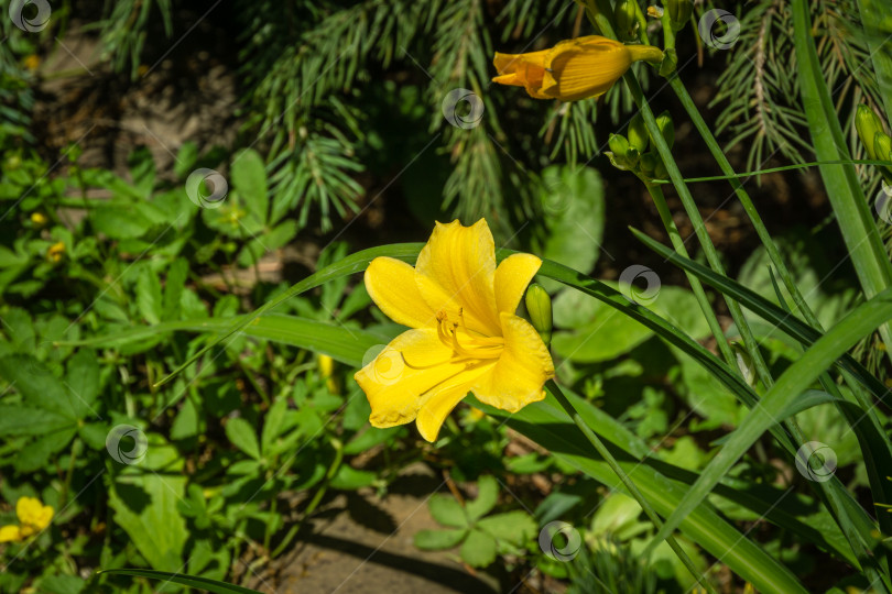 Скачать Крупный план яркого желто-оранжевого лилейника Hemerocallis hybrida Stella de Oro на фоне зеленых листьев в весеннем саду. Выборочный снимок. Есть место для текста фотосток Ozero