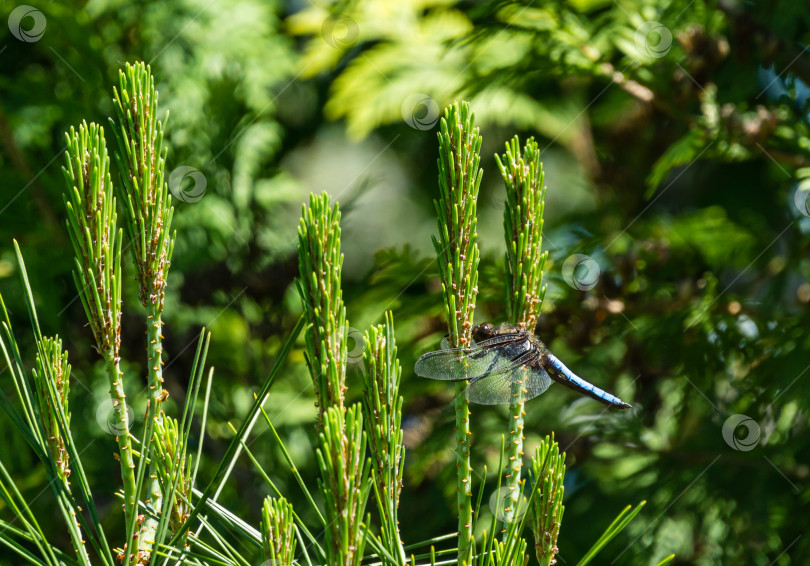 Скачать Крупный план самца широкотелой стрекозы-охотника (Libellula depressa) с большими прозрачными крыльями и светло-голубым телом, сидящего на длинных побегах сосны Pinus densiflora Umbraculifera. Макросъемка насекомого. фотосток Ozero