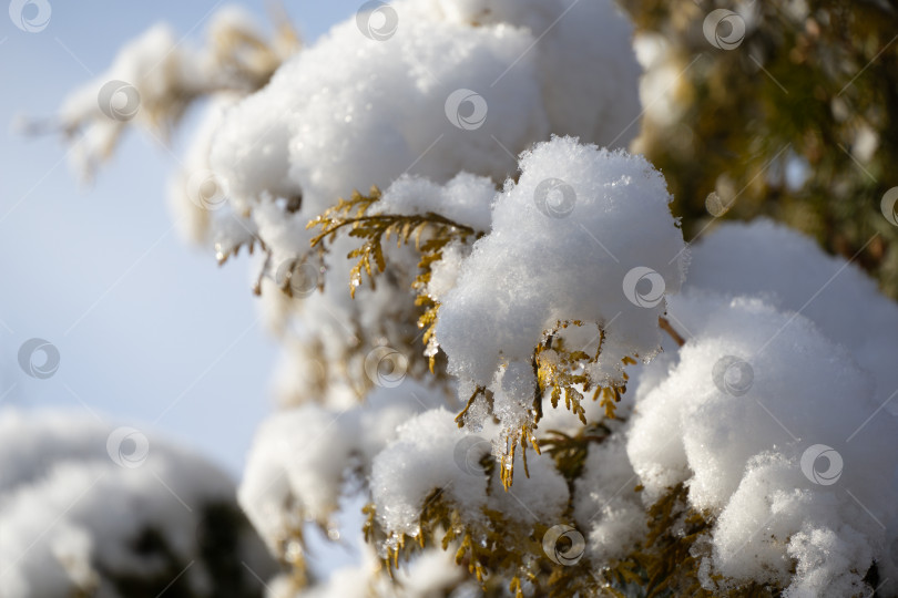 Скачать Крупный план красивой западной туи с желтыми листьями на ветвях, покрытых белым пушистым снегом. Выборочный фокус. Концепция природы для волшебной тематики Нового года и Рождества фотосток Ozero