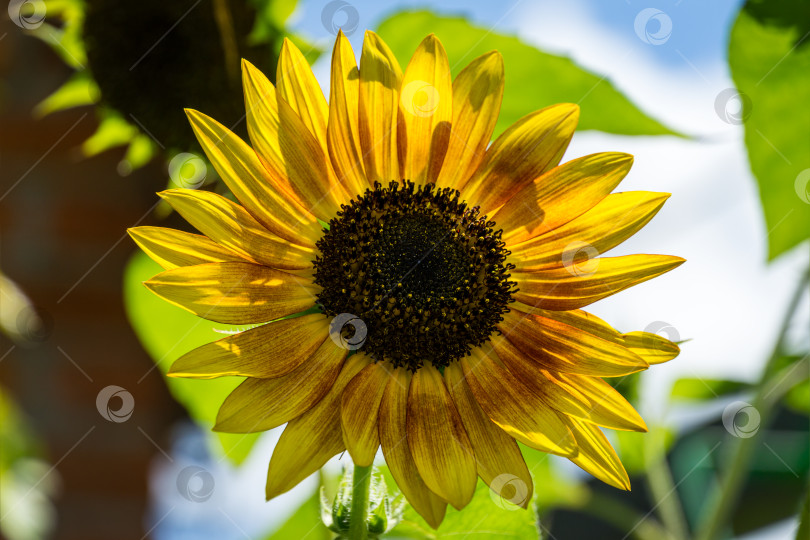 Скачать Золотистый декоративный подсолнух (Helianthus annuus) на многоцветном фоне. Крупный план желтой головки подсолнуха. Летний цветочный пейзаж, свежие обои и концепция природы для фона с пространством для копирования фотосток Ozero