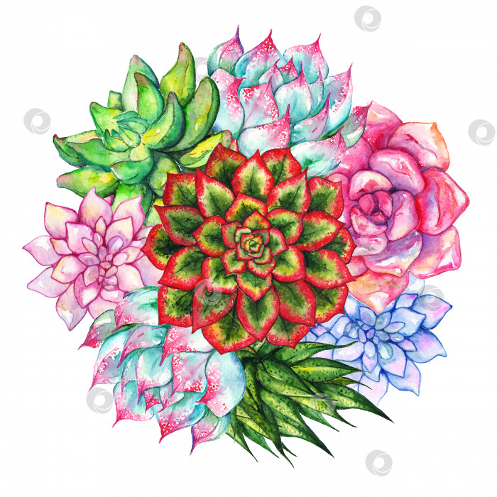 Скачать Акварельная сочная цветочная композиция, нарисованная от руки, изолированный набор фотосток Ozero