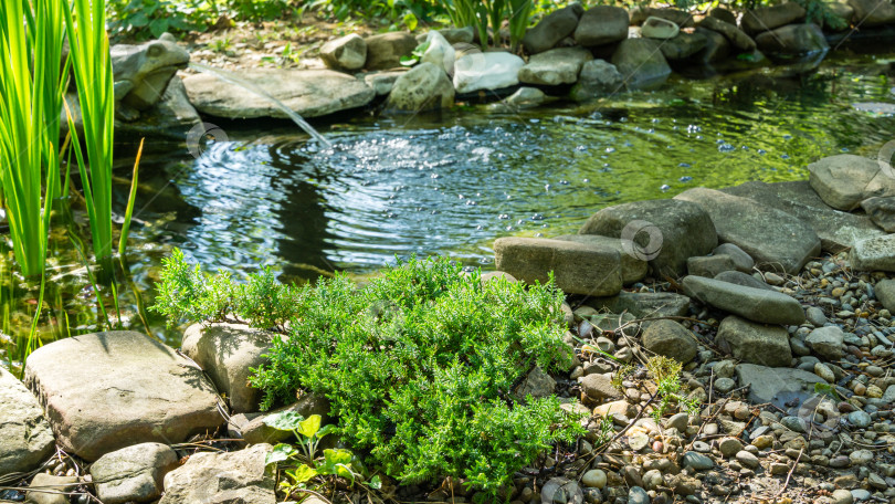 Скачать Красивый небольшой садовый пруд с фонтаном в форме лягушки и каменными берегами. Оригинальный стелющийся можжевельник Nana на камнях у берега пруда. Выборочный подход. Природная концепция дизайна фотосток Ozero