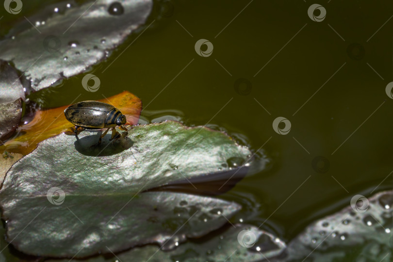 Скачать Водяной жук Acilius sulcatus сидит на листьях кувшинки в садовом пруду. Acilius sulcatus - вид водяных жуков из семейства Dytiscidae. Селективный подход фотосток Ozero