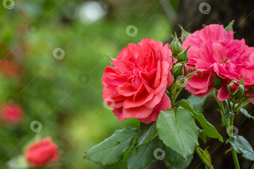 Скачать Красивые розовые розы на фоне размытой зелени сада. Лирический мотив для оформления. Место для текста фотосток Ozero