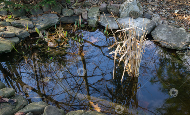 Скачать Небольшой садовый пруд с зарослями тростника. Сухой тростник обыкновенный (Phragmites australis) в пруду защищает водную флору и фауну от удушья газами подо льдом. Рыба и лягушки прекрасно зимуют в таком водоеме. фотосток Ozero