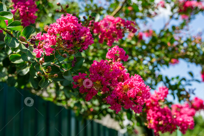 Скачать Лагерстремия индика в цвету. Красивые розовые цветы на миртовом дереве на размытом зеленом фоне. Выборочный фокус. Лирический мотив для дизайна. фотосток Ozero