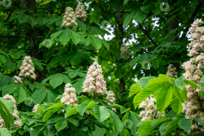 Скачать Конский каштан (Aesculus hippocastanum, каштановое дерево) с распускающимися цветами. Белые свечи цветущего конского каштана на размытом фоне. Весенняя концепция природного дизайна фотосток Ozero