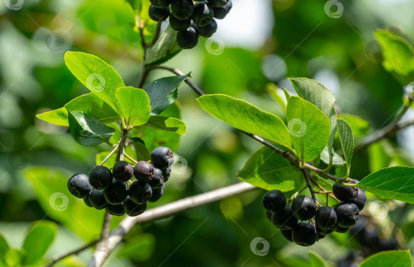 Скачать Черноплодная рябина (Aronia melanocarpa) с темно-фиолетово-черными плодами. Крупный план ягод черноплодной рябины со свежими листьями на размытом зеленом фоне. Концепция природного фона. Место для вашего текста фотосток Ozero