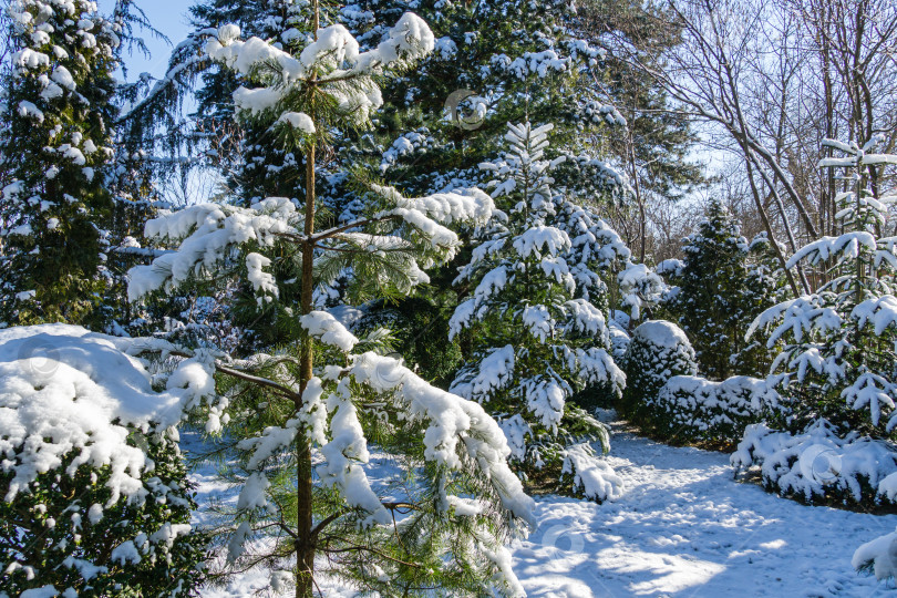 Скачать Зимняя сказка в ландшафтном саду эвердрин. Настоящая зима в зимнем саду. Природная концепция рождественского и новогоднего дизайна. фотосток Ozero