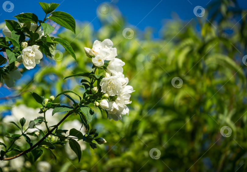 Скачать Белые цветы жасмина Philadelphus coronarius, сладкая имитация апельсина в цвету. Цветущий английский кизил в солнечном весеннем саду. Выборочный фокус крупным планом. Цветочный пейзаж с пространством для копирования фотосток Ozero