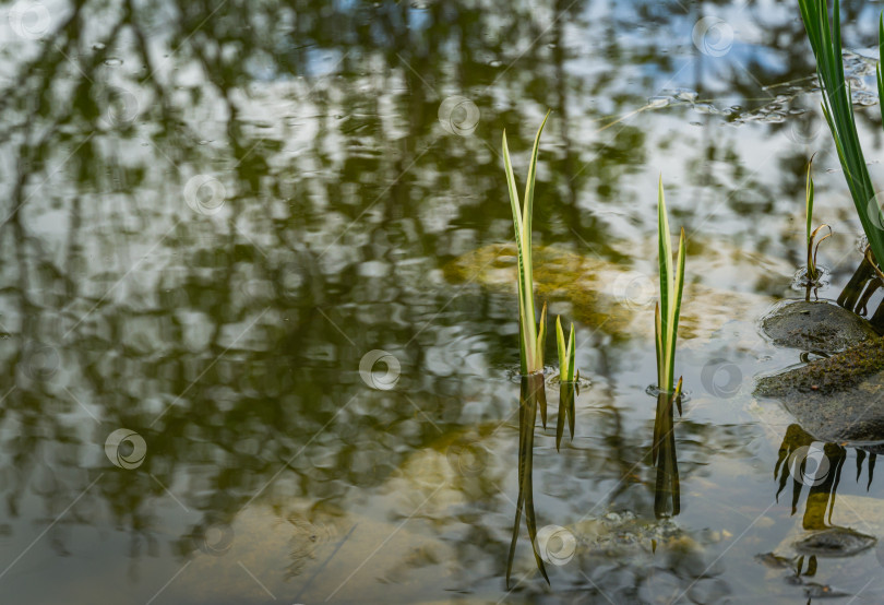 Скачать Молодые побеги Acorus Calamus Variegatus (называемого аиром обыкновенным) в пруду. Красивые длинные зеленые и белые листья аира с приятным запахом и целебными свойствами. Есть место для текста. фотосток Ozero