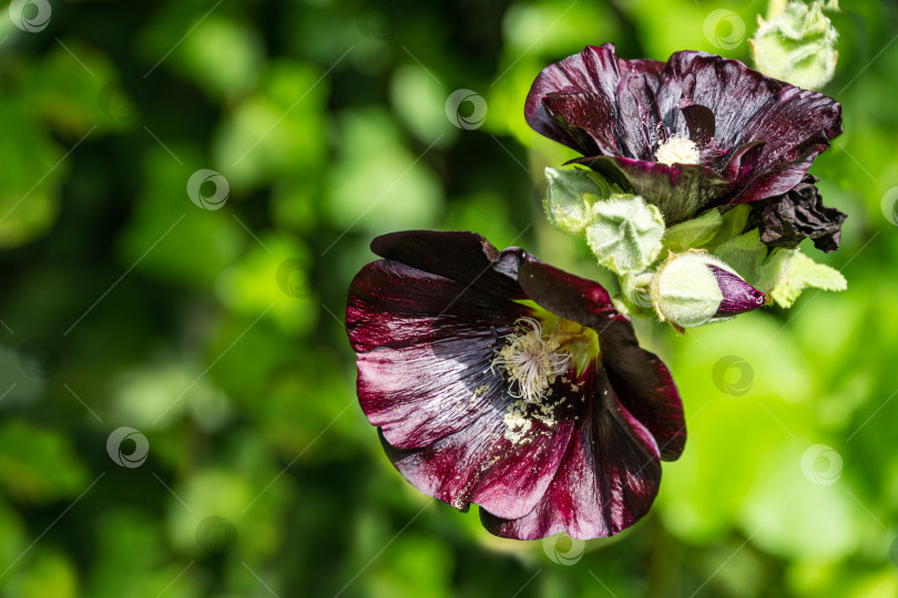 Скачать Alcea rosea 'nigra' широко известна как Черная мальва. Высокая черная мальва с огромными темными цветами украсит любой сад. Прекрасный природный фон для любой идеи. Есть место для текста фотосток Ozero