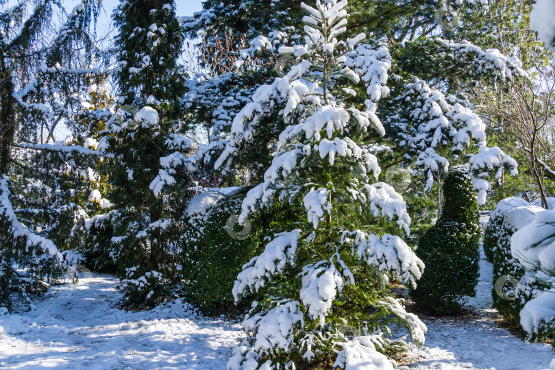 Скачать Зимняя сказка в ландшафтном саду эвердрин. Настоящая зима в зимнем саду. Природная концепция рождественского и новогоднего дизайна. фотосток Ozero