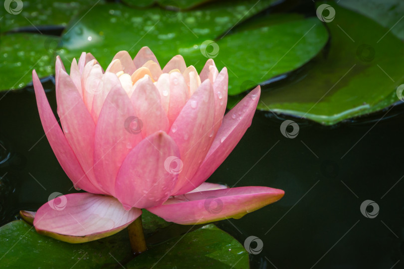 Скачать Волшебный большой ярко-розовый цветок водяной лилии или лотоса, оранжевый закат Перри в садовом пруду. Нимфея так прекрасна. Цветочный пейзаж для обоев на тему природы с пространством для копирования. Выборочный фокус фотосток Ozero