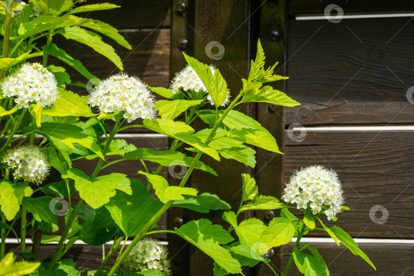 Скачать Крупный план белых цветов Physocarpus opulifolius Nugget или девятилистника с золотистыми листьями на фоне коричневого деревянного забора. Выборочный фокус. Цветочный пейзаж, свежие обои с пространством для копирования. фотосток Ozero