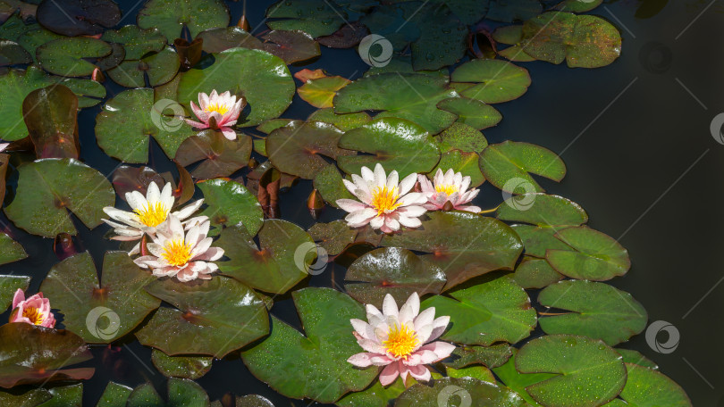 Скачать Розовые кувшинки или лотосы Marliacea Rosea в садовом пруду. Красивые нимфеи с каплями воды после дождя. Летний цветочный пейзаж, свежие обои и фоновая концепция природы фотосток Ozero