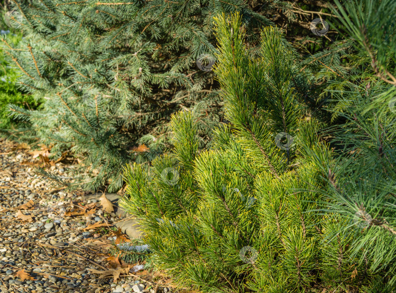 Скачать Золотистый сорт карликовой горной сосны Pinus mugo Ophir с красивой зеленой и золотистой хвоей в сочетании с елью и сосной на берегу из мелкой яркой гальки. Место для вашего текста фотосток Ozero