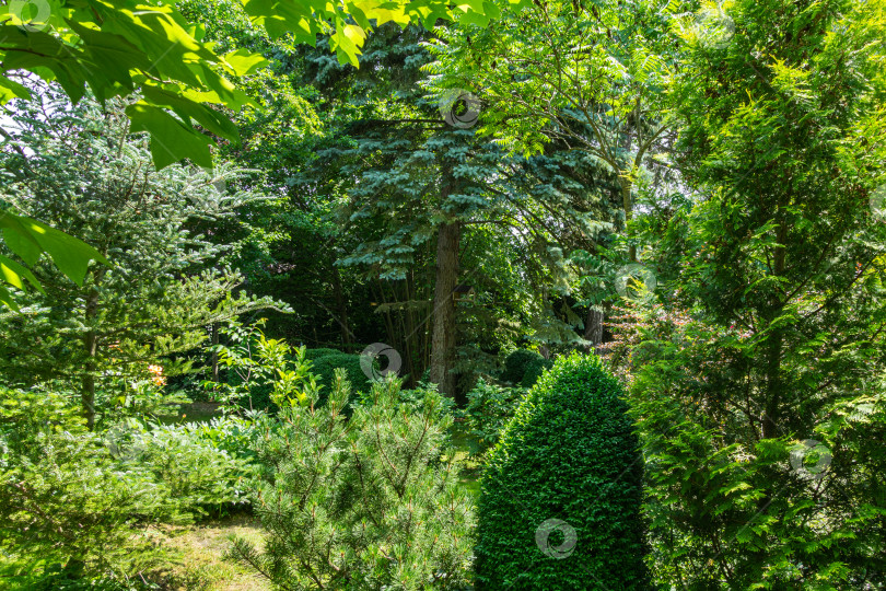 Скачать Оригинальный многоцветный ландшафтный сад с большим количеством вечнозеленых растений. На заднем плане - сосны и самшит Buxus sempervirens, Picea pungens. Концепция дизайна - природа фотосток Ozero