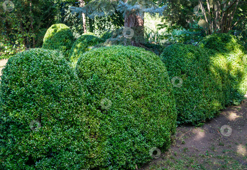 Скачать Старый самшит Buxus sempervirens или европейский самшит в ландшафтном летнем саду. Обрезайте зеленые кусты самшита сразу после срезки электрическим кусторезом. Место для вашего текста. фотосток Ozero