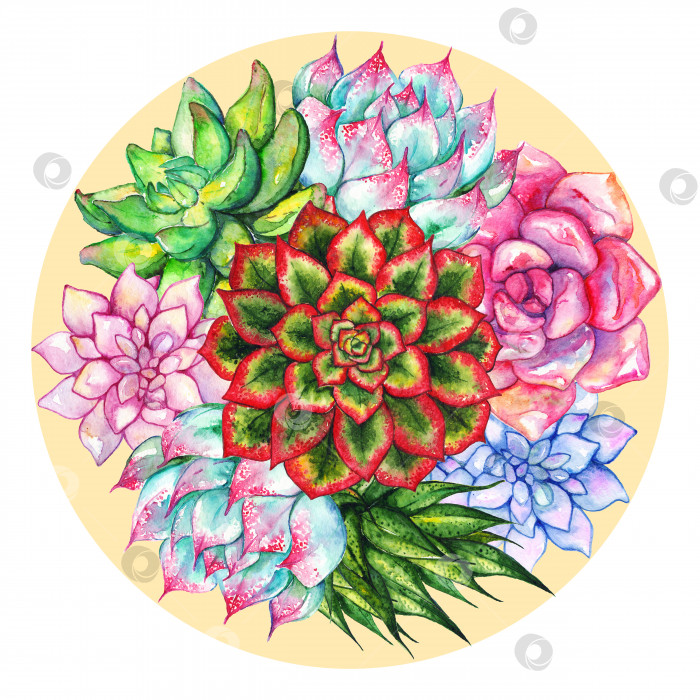 Скачать Акварельная сочная цветочная композиция, нарисованная от руки, изолированный набор фотосток Ozero