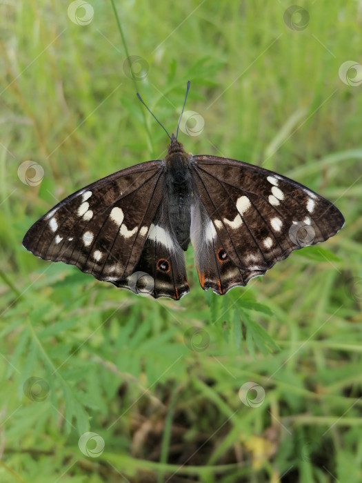 Скачать Бабочка переливница ивовая фотосток Ozero