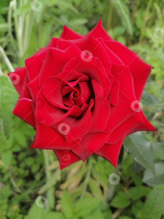 Скачать Красная роза фотосток Ozero