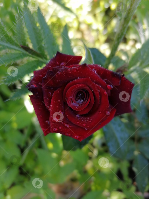 Скачать Красная роза фотосток Ozero