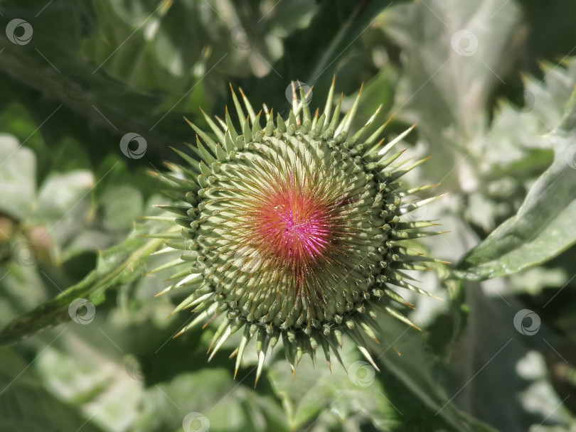 Скачать Чертополох фотосток Ozero