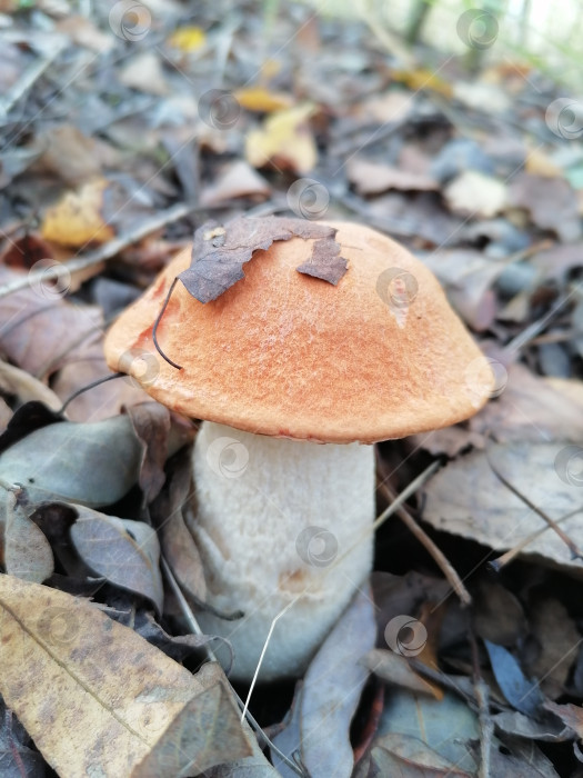 Скачать Гриб подосиновик фотосток Ozero