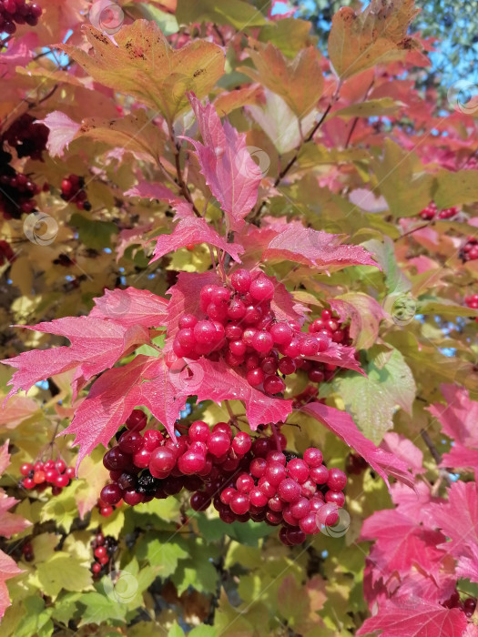 Скачать Калина обыкновенная фотосток Ozero