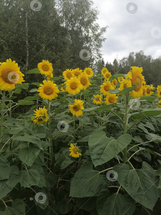 Скачать Желтые подсолнухи фотосток Ozero