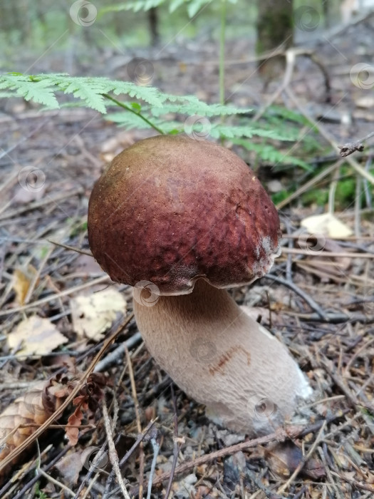 Скачать Белый гриб фотосток Ozero