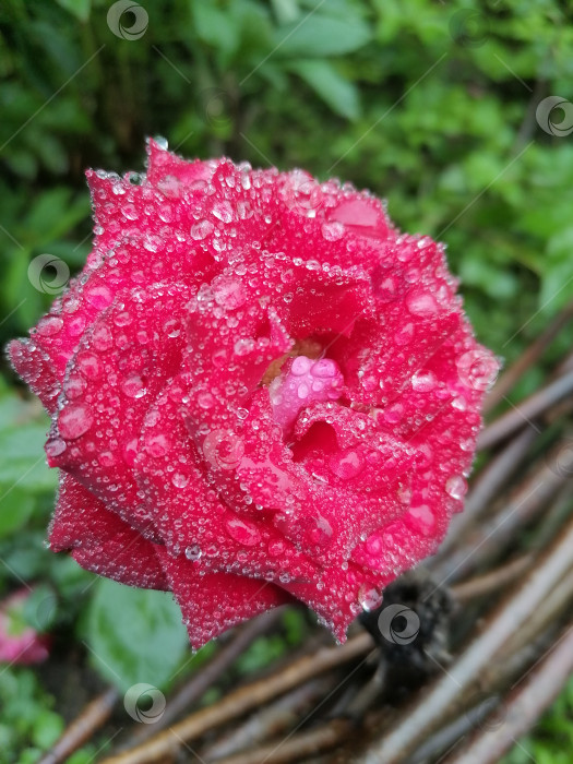 Скачать Капли на розе фотосток Ozero