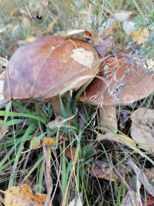 Скачать Гриб белый фотосток Ozero