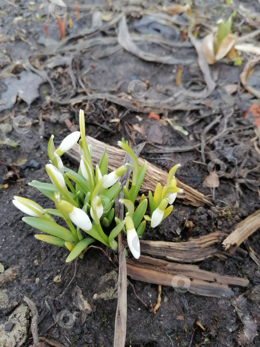 Скачать Подснежник фотосток Ozero