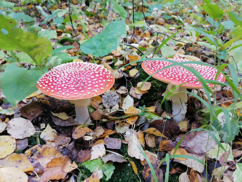 Скачать Мухомор красный фотосток Ozero