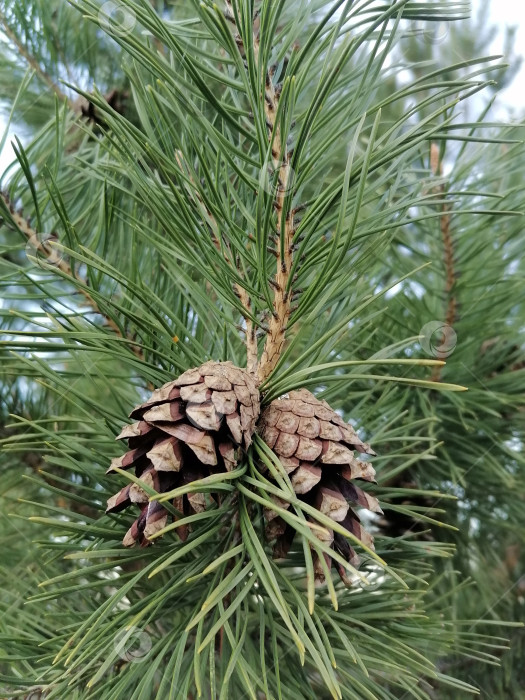 Скачать Сосновая шишка фотосток Ozero