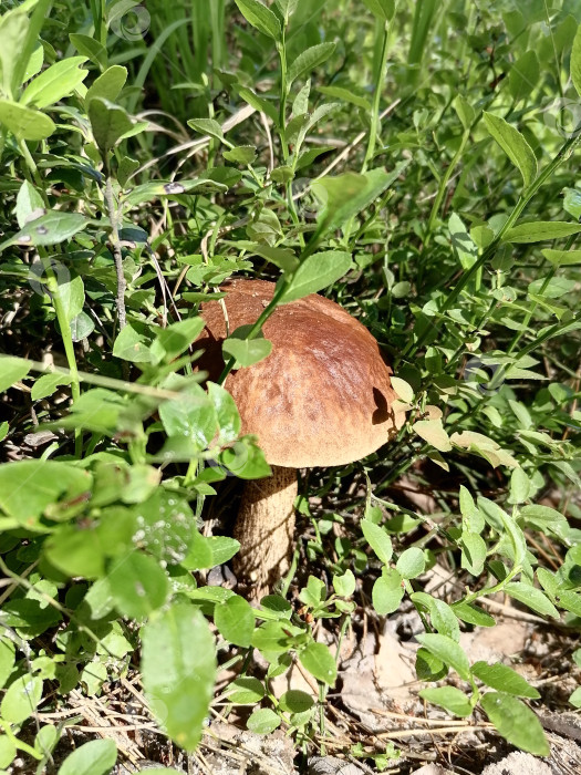 Скачать Гриб подберёзовик в траве фотосток Ozero