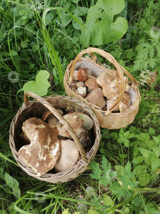 Скачать Грибы в корзине фотосток Ozero